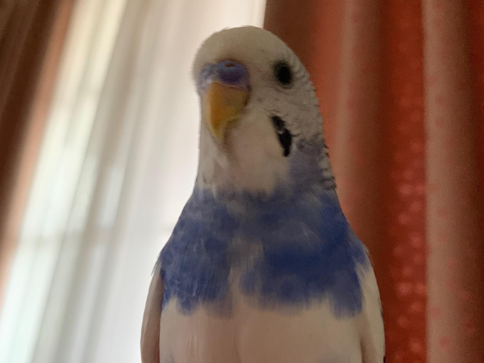 セキセイインコを探しています 白とブルーちゃん セキセイインコを探しています 白とブルーちゃん