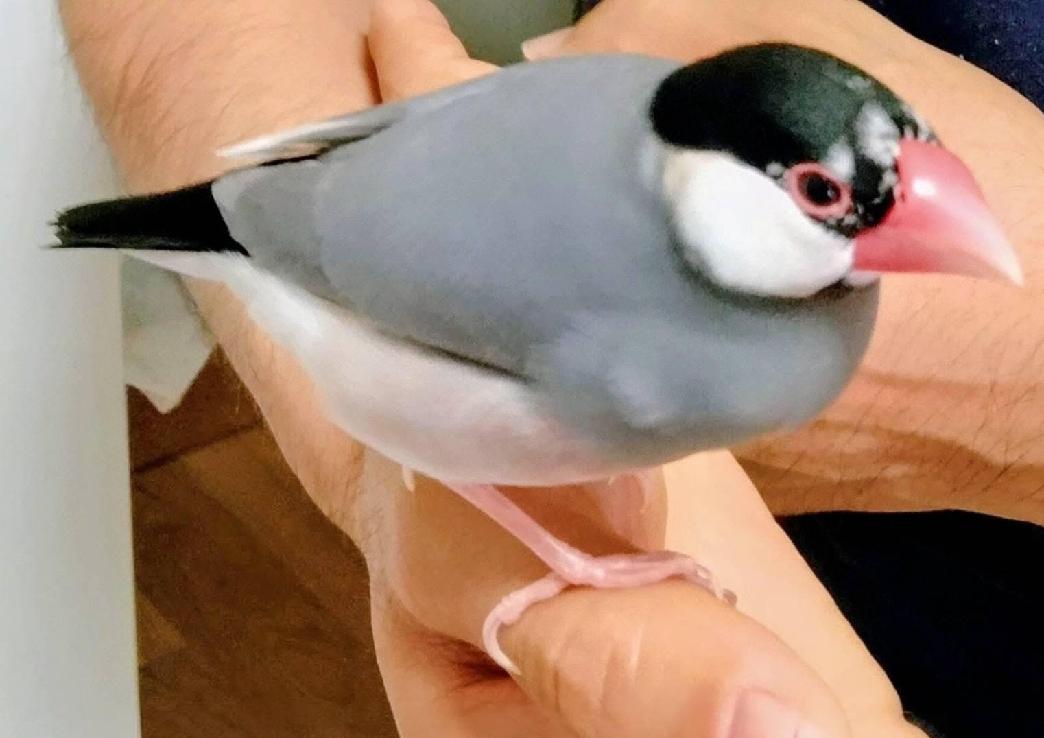 1歳のオスの桜文鳥を探しています