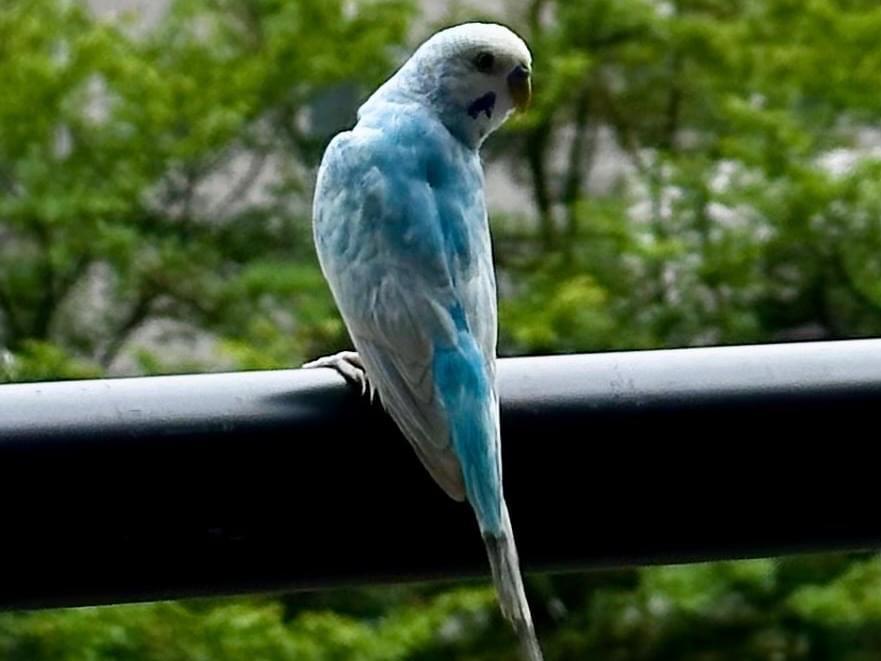 目撃された鳥 目撃された鳥