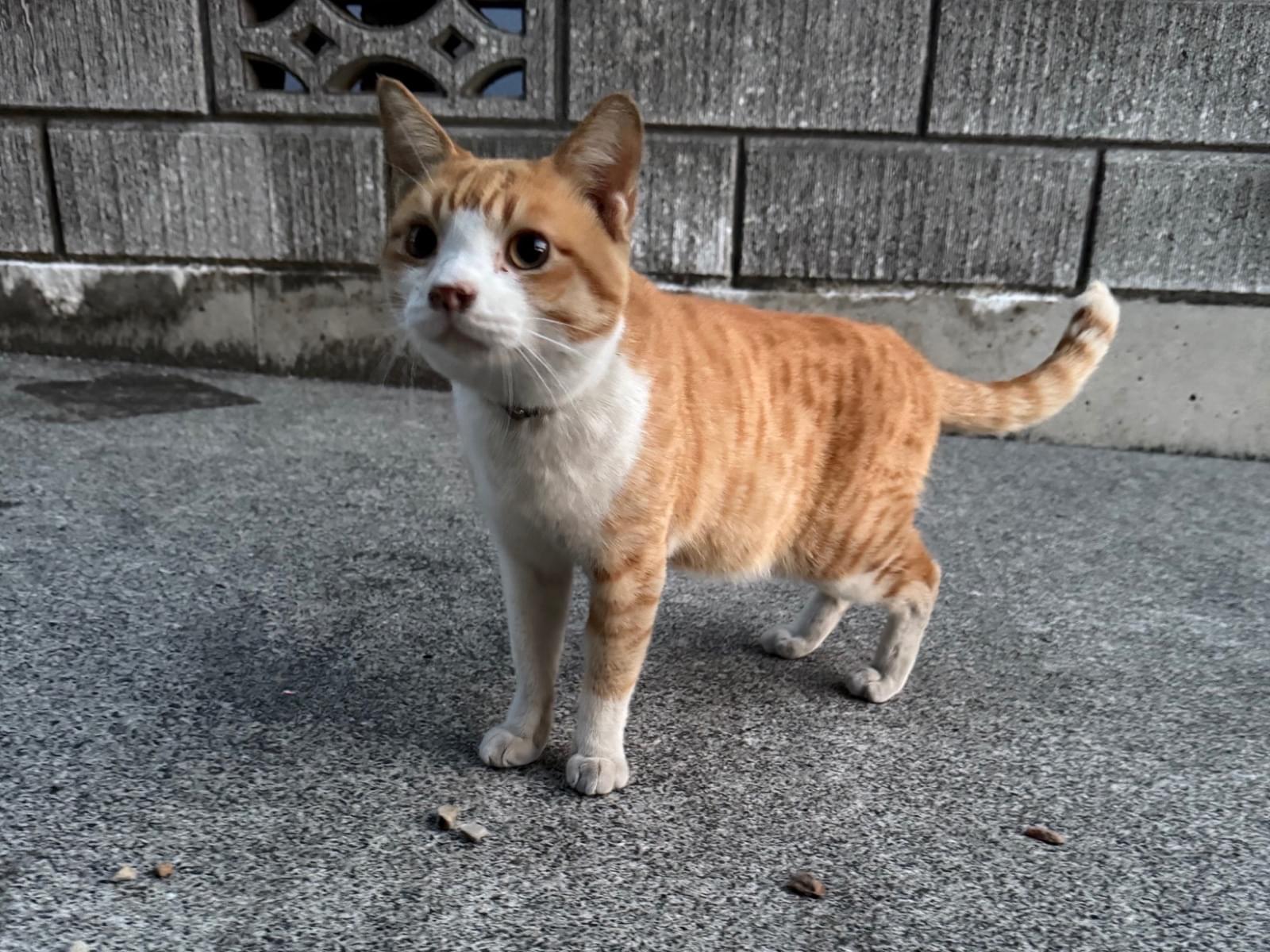目撃された猫 目撃された猫