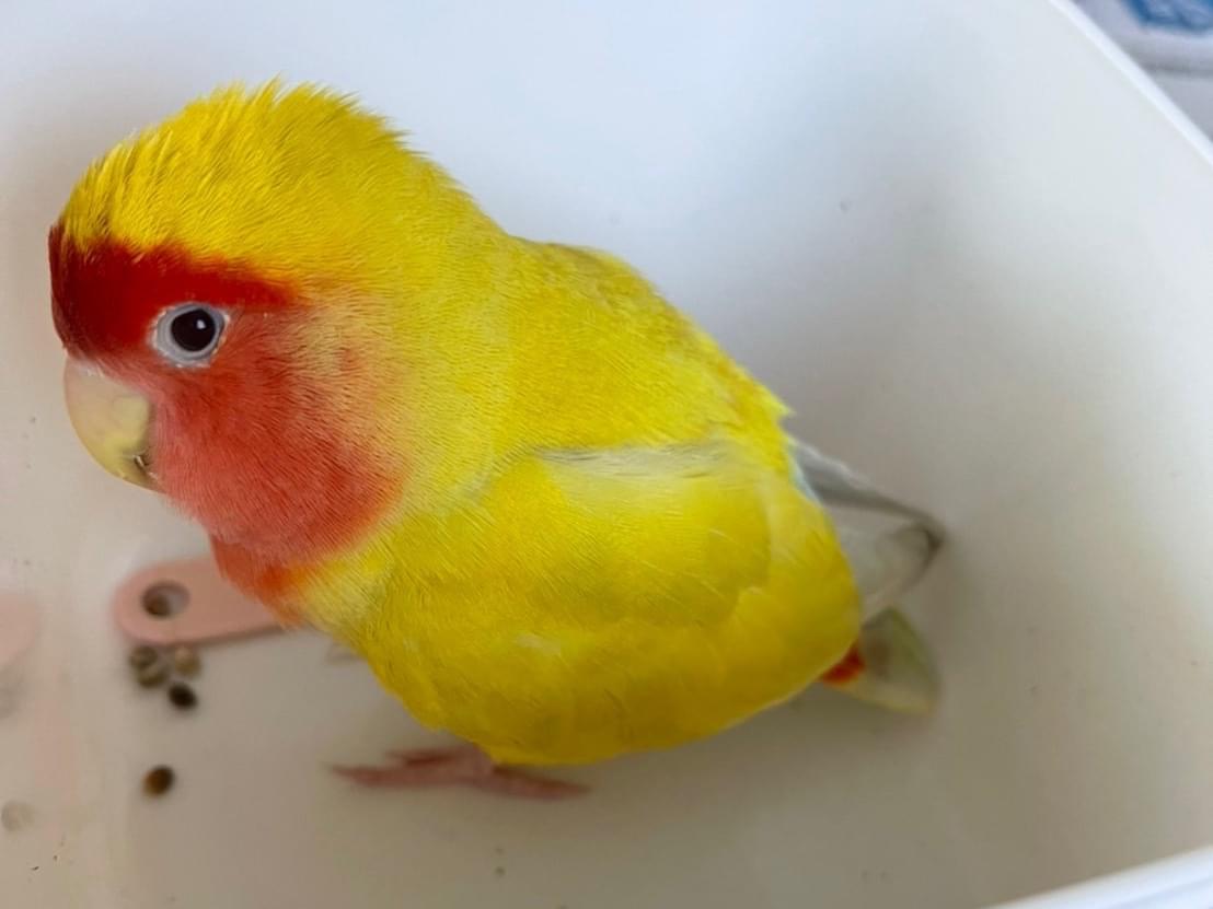 きいちゃん きいちゃん