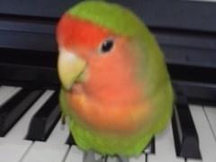 ピロちゃん ピロちゃん