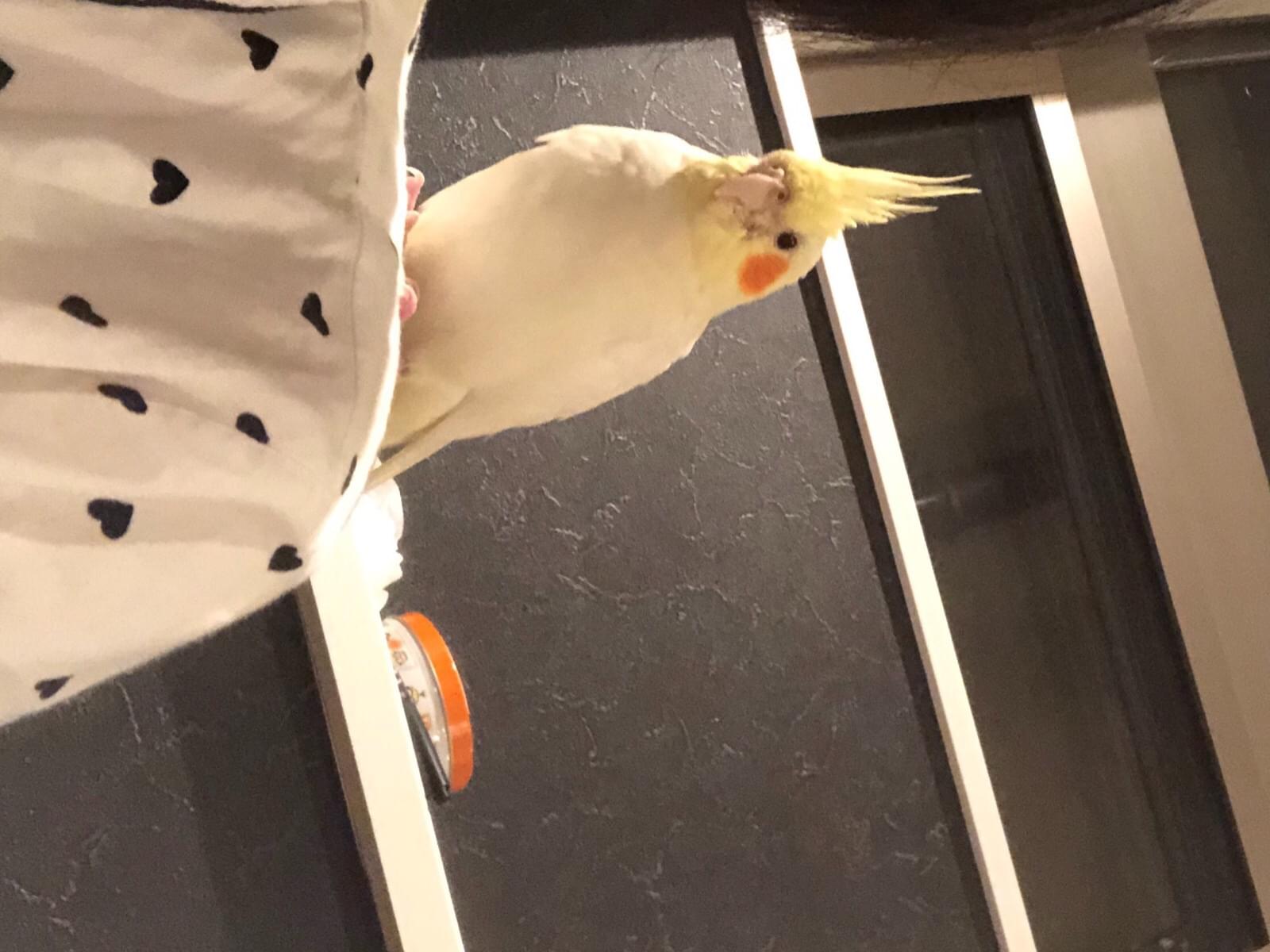 ちまきちゃん ちまきちゃん