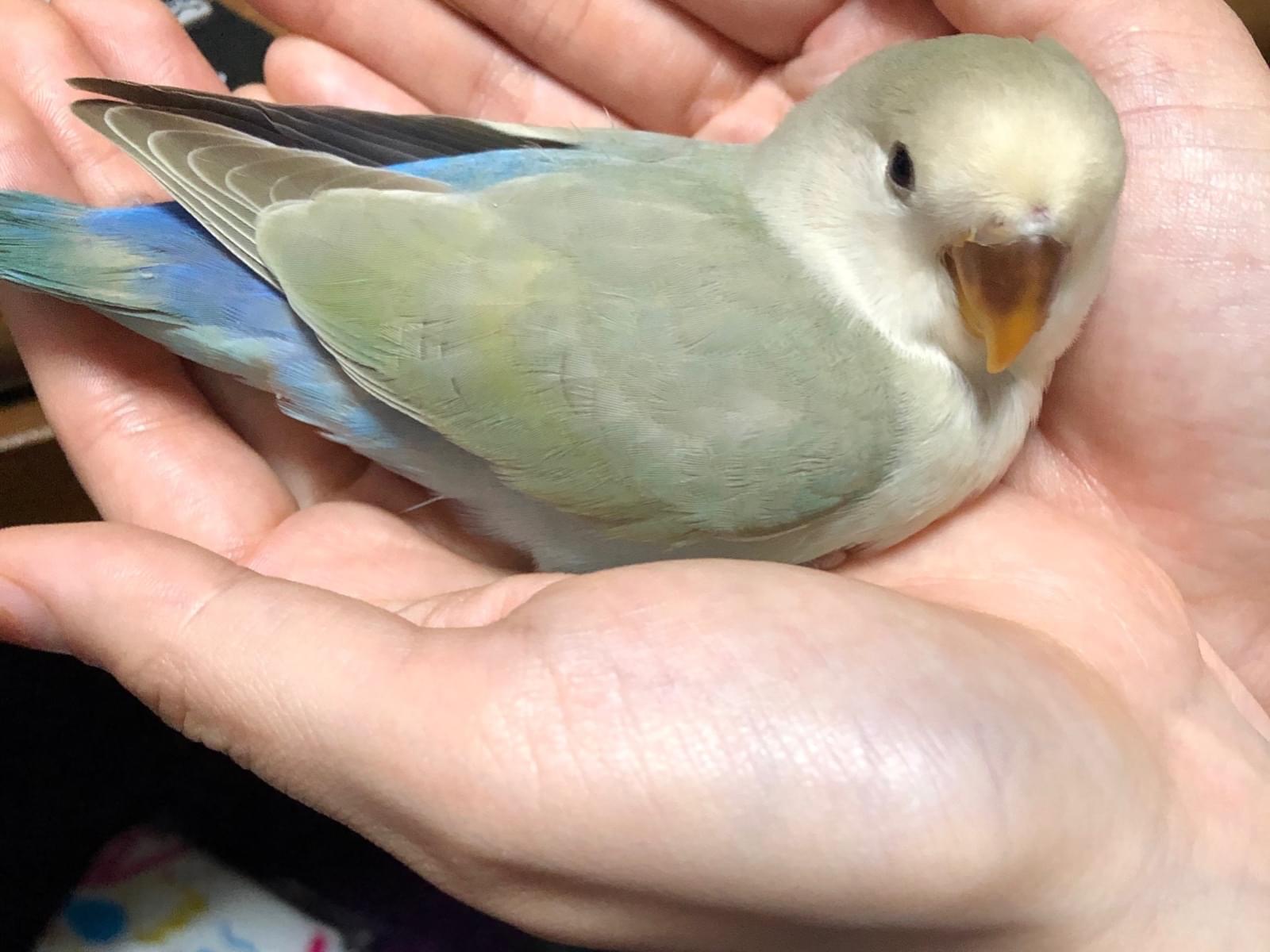 レンちゃん レンちゃん