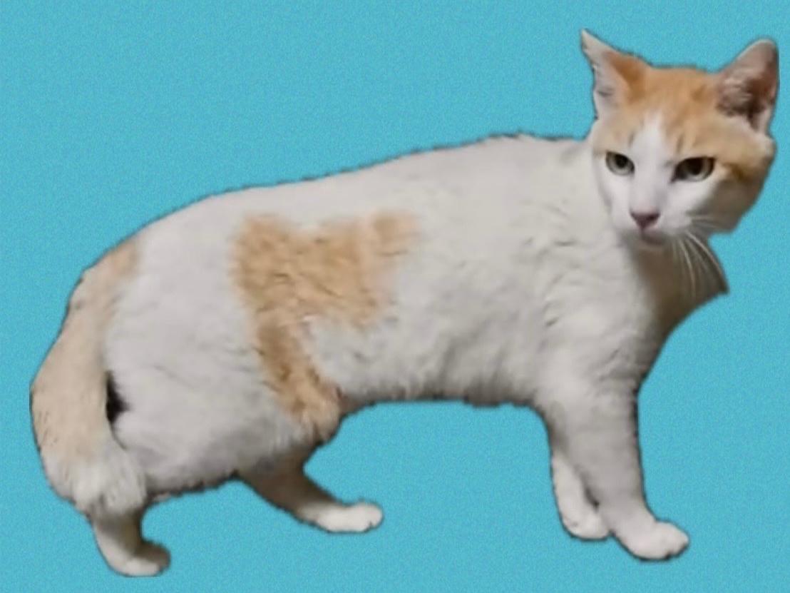 保護された猫 保護された猫