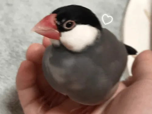 桜文鳥が迷子になりました😢