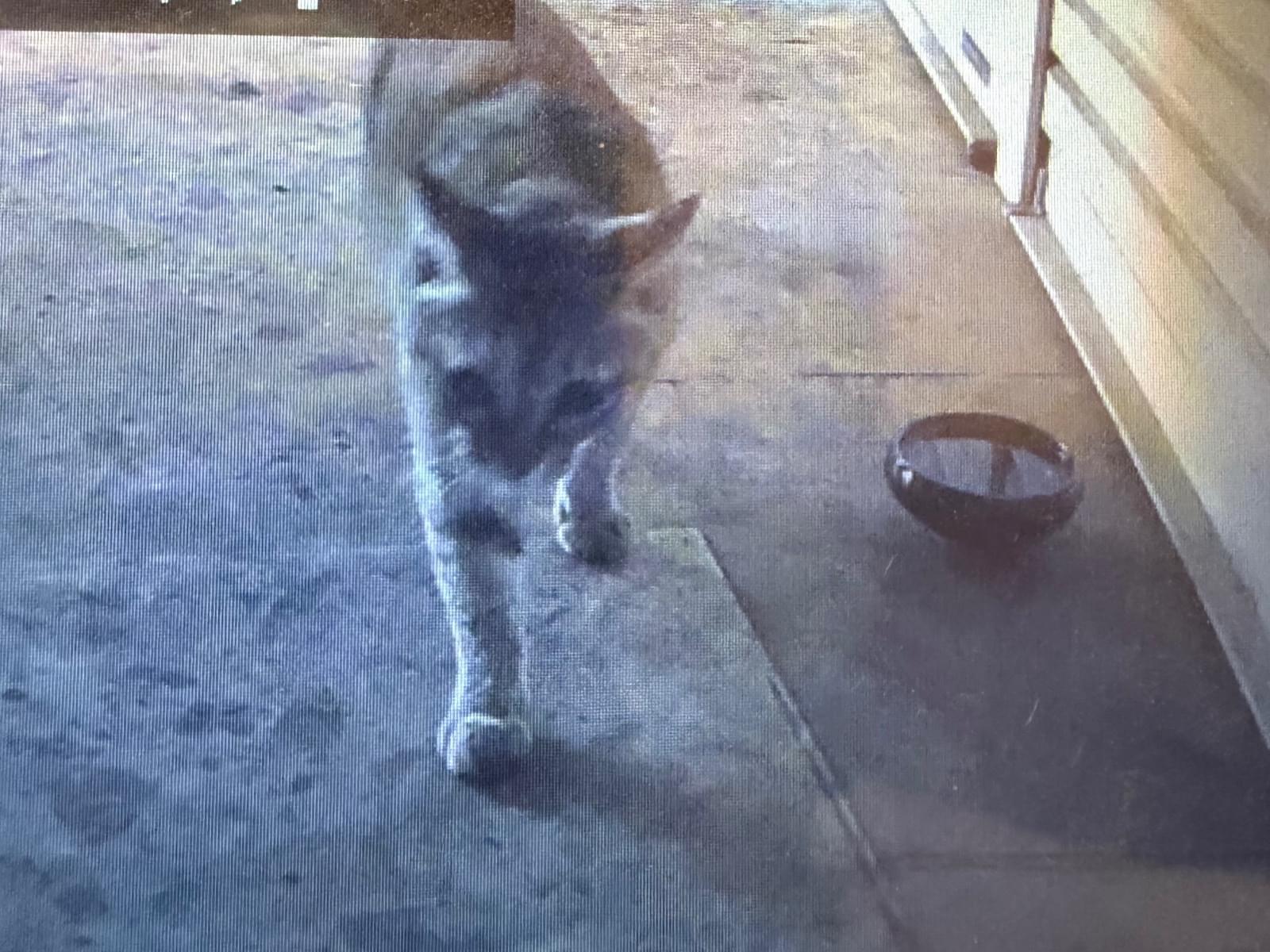 目撃された猫 目撃された猫