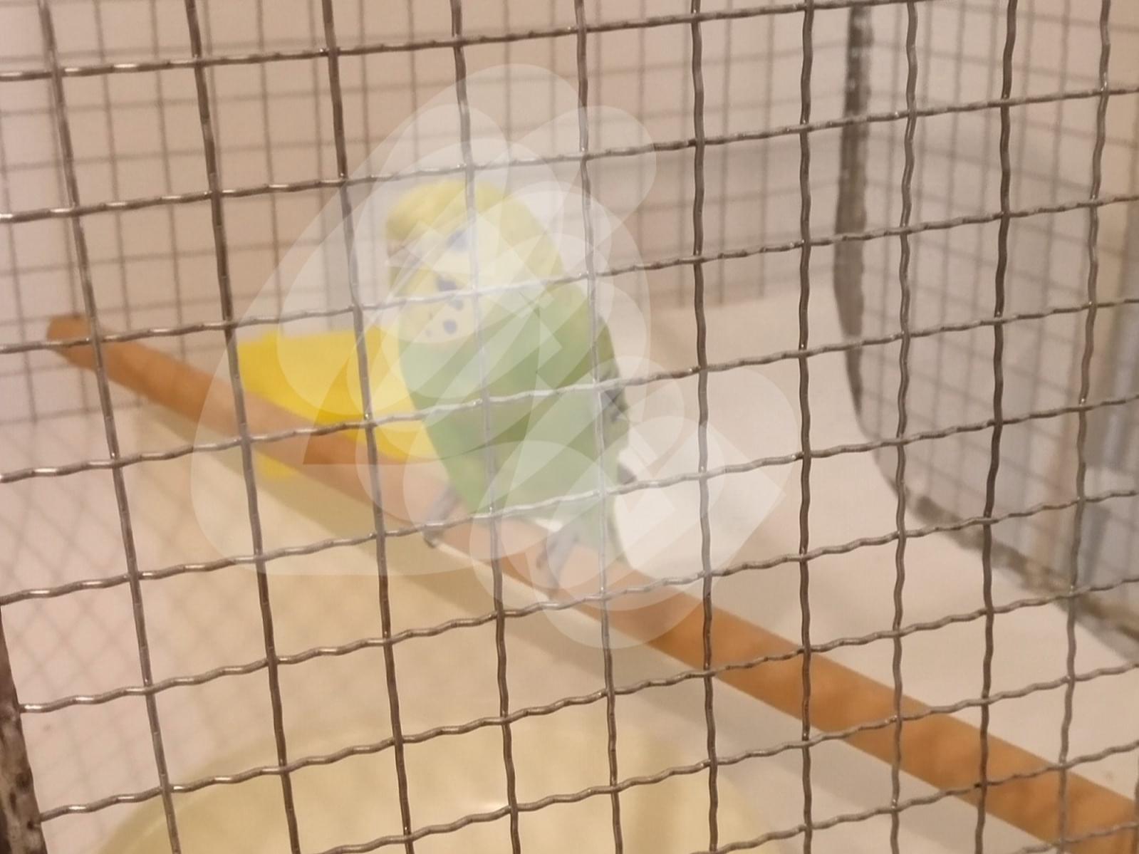 保護された鳥 保護された鳥