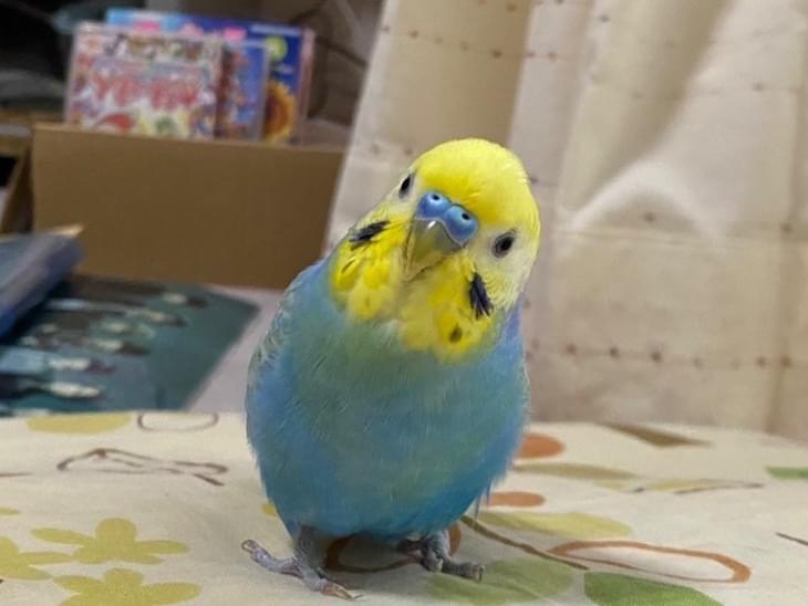 ちゅらちゃん ちゅらちゃん