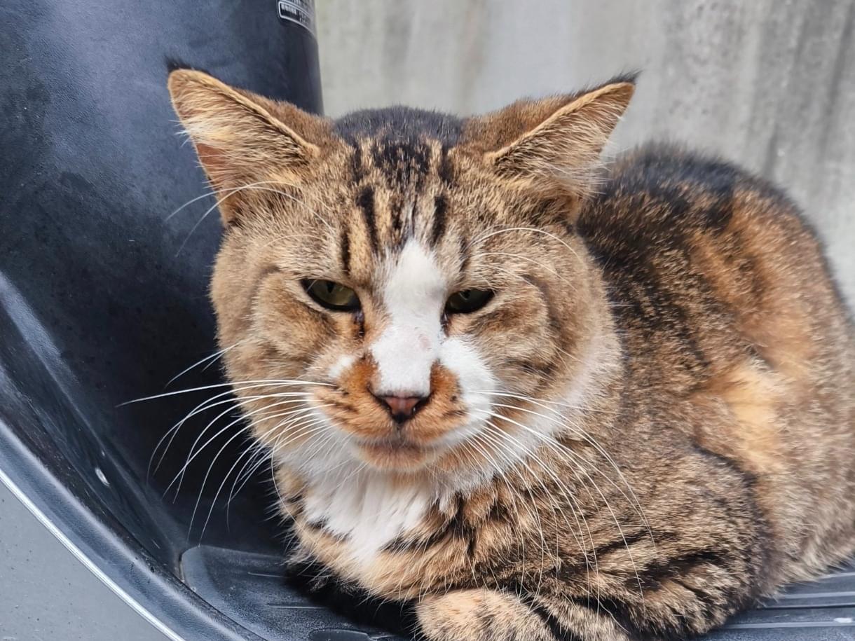 目撃された猫 目撃された猫