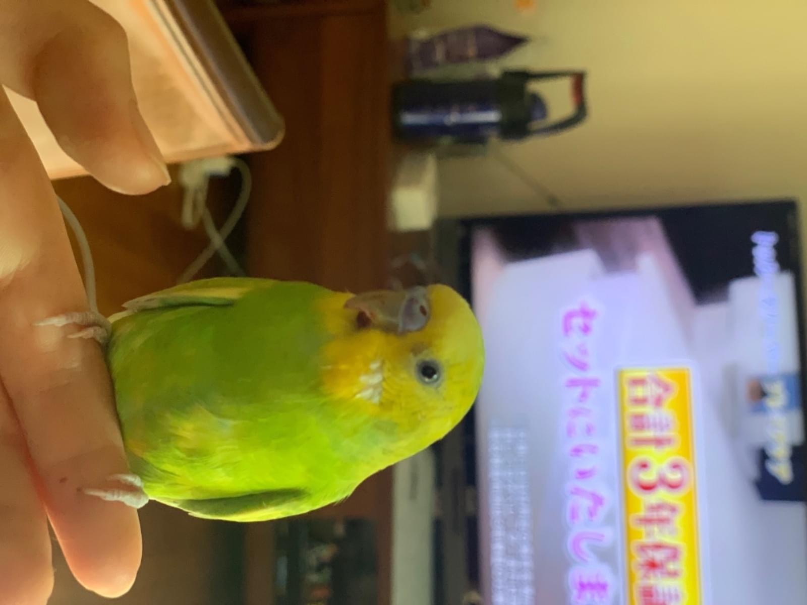 ボブちゃん ボブちゃん