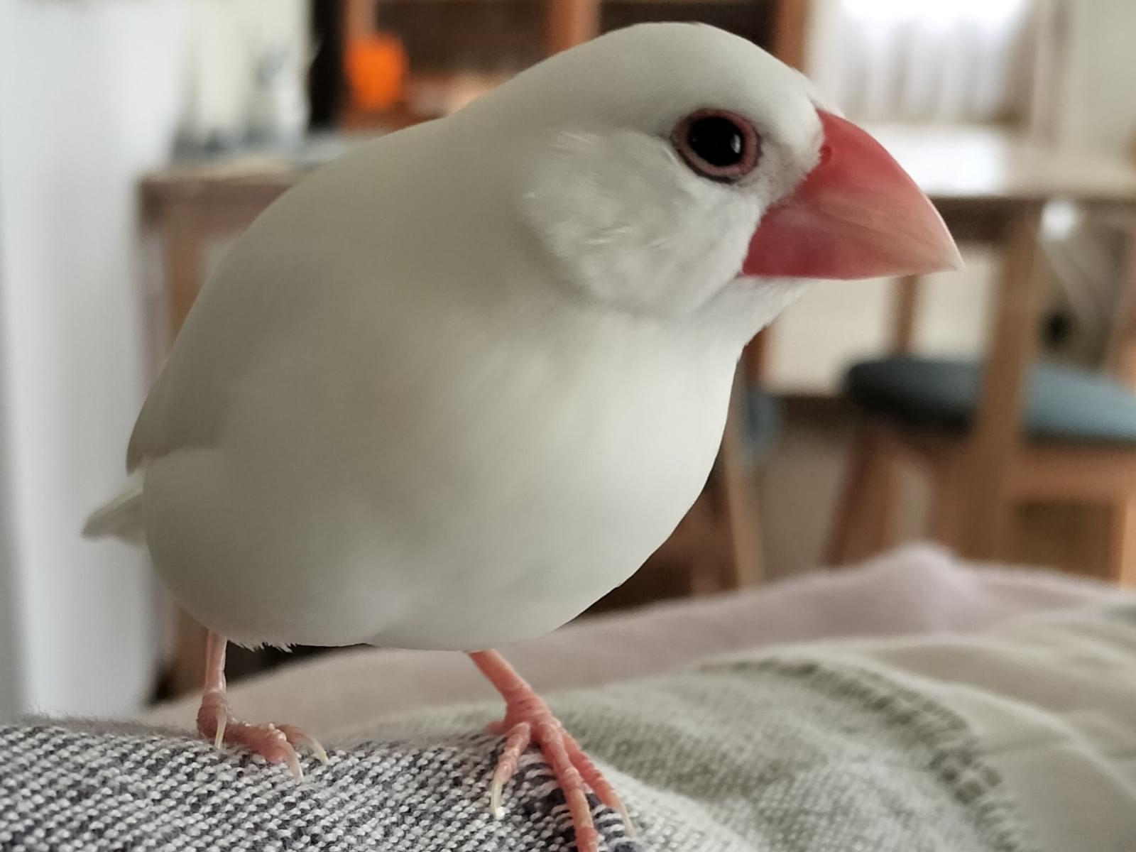 もちちゃん もちちゃん