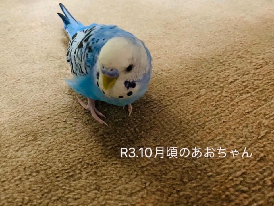 あおちゃん あおちゃん