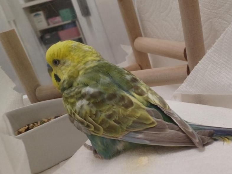 保護された鳥 保護された鳥