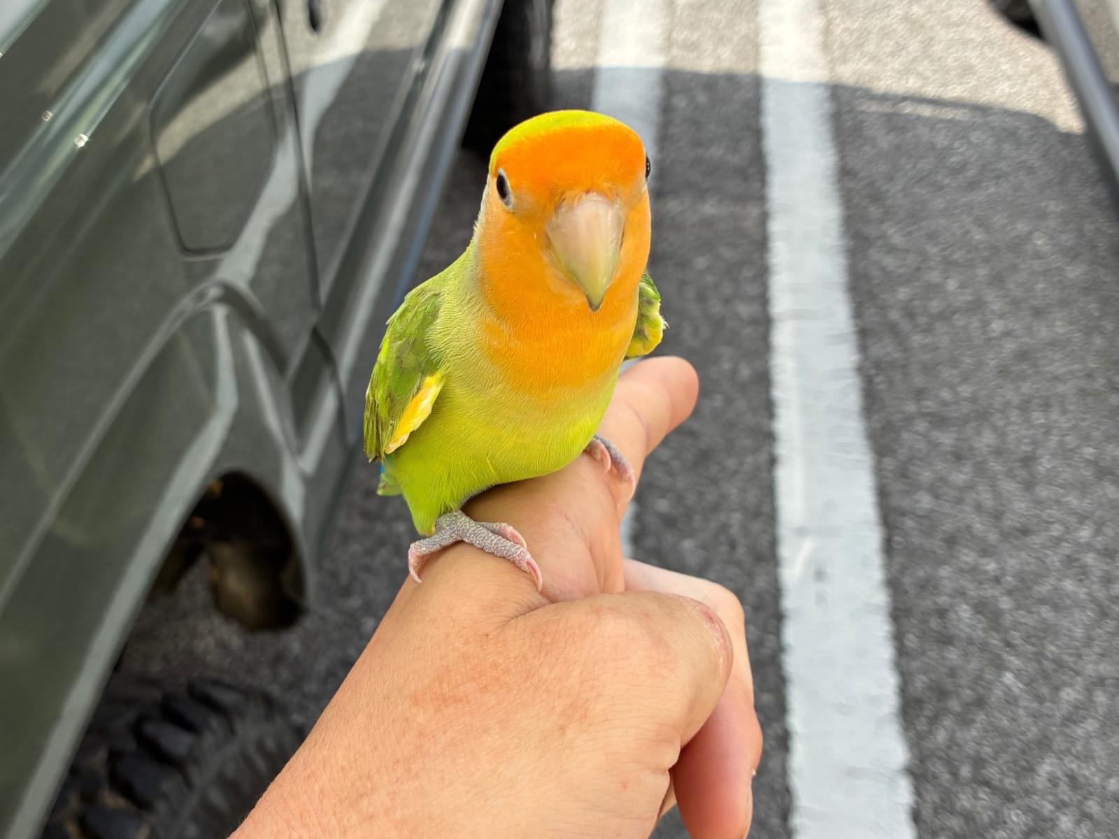 目撃された鳥