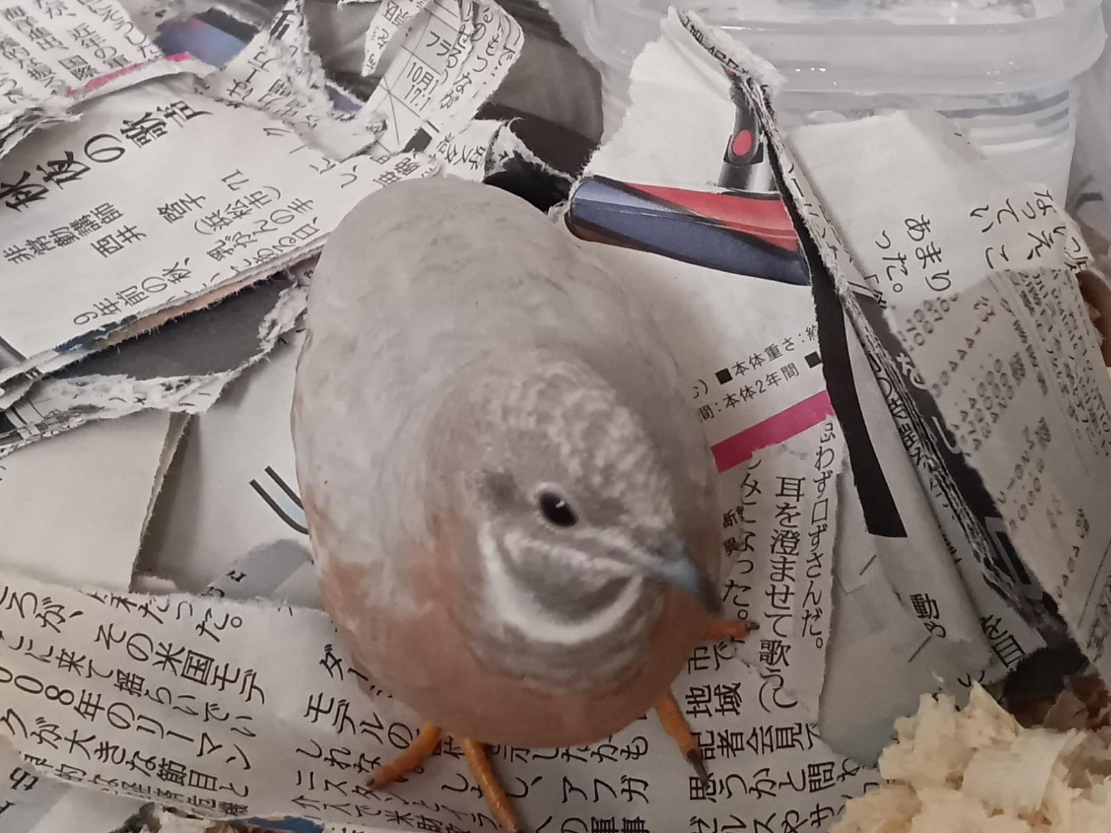 保護された鳥 保護された鳥