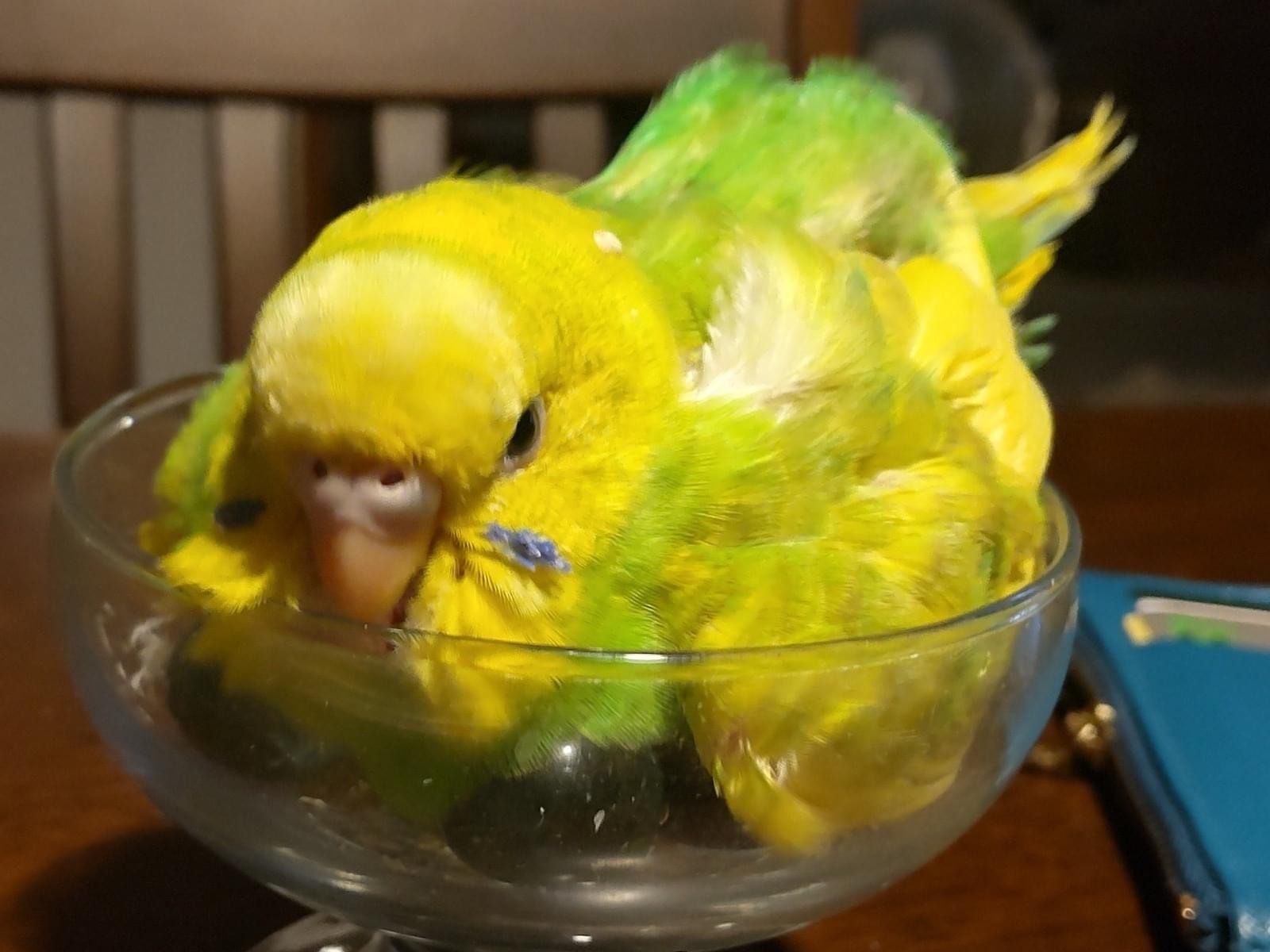 テンちゃん テンちゃん