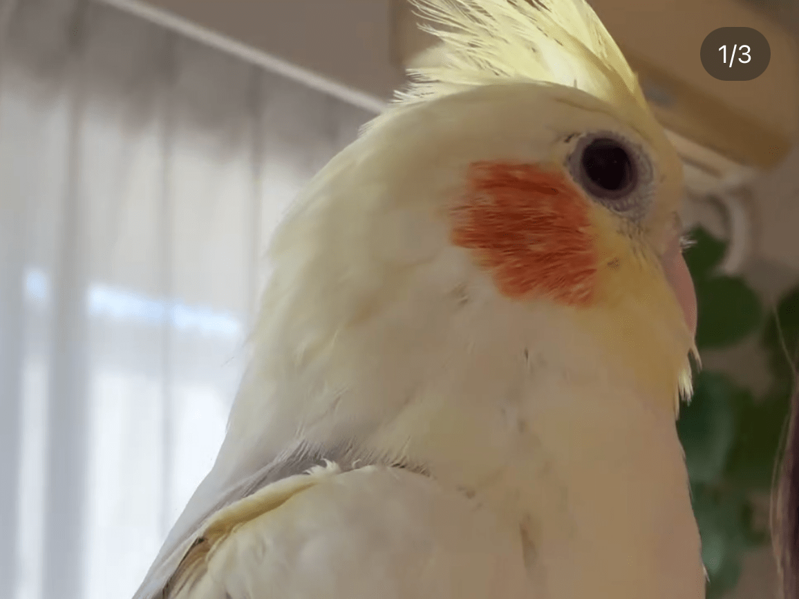 ルルちゃん ルルちゃん