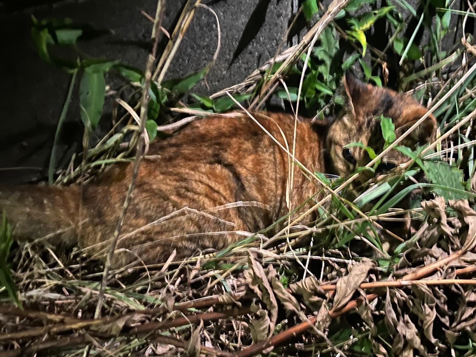 目撃された猫 目撃された猫