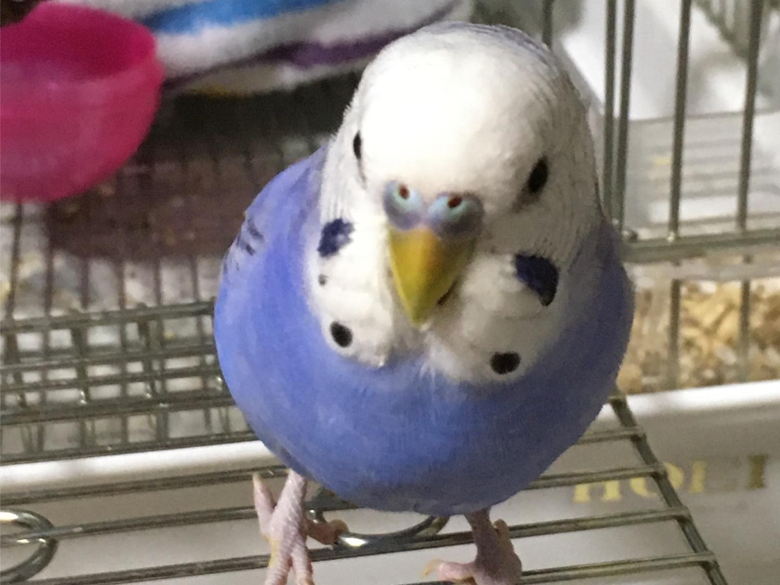 ピーちゃん ピーちゃん