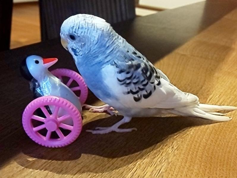 ちゅぴちゃん ちゅぴちゃん