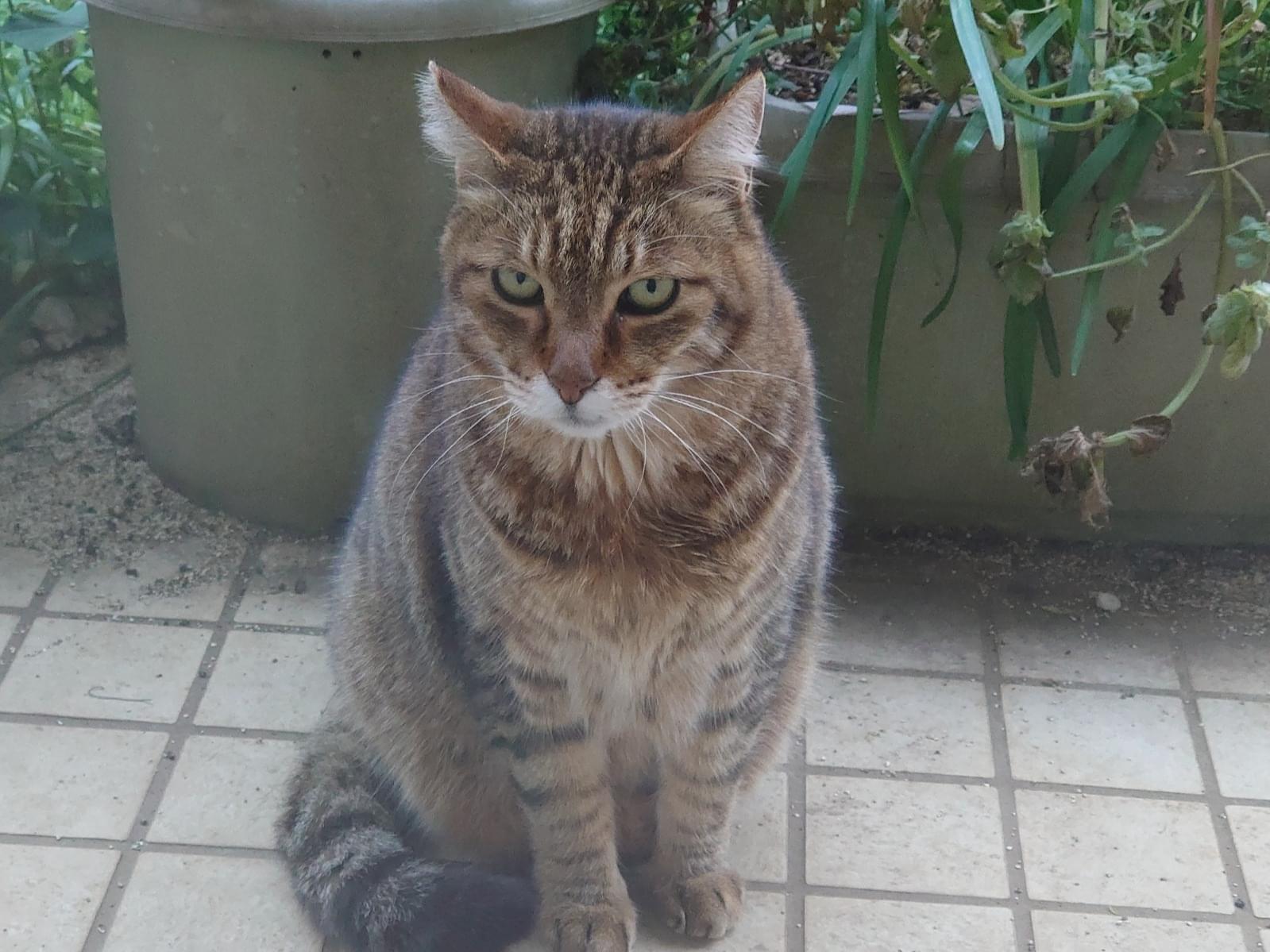 目撃された猫 目撃された猫