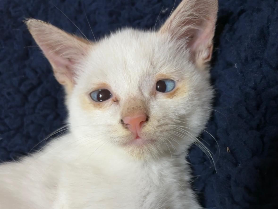 にゃーおちゃん