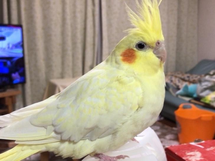ラッキーちゃん ラッキーちゃん