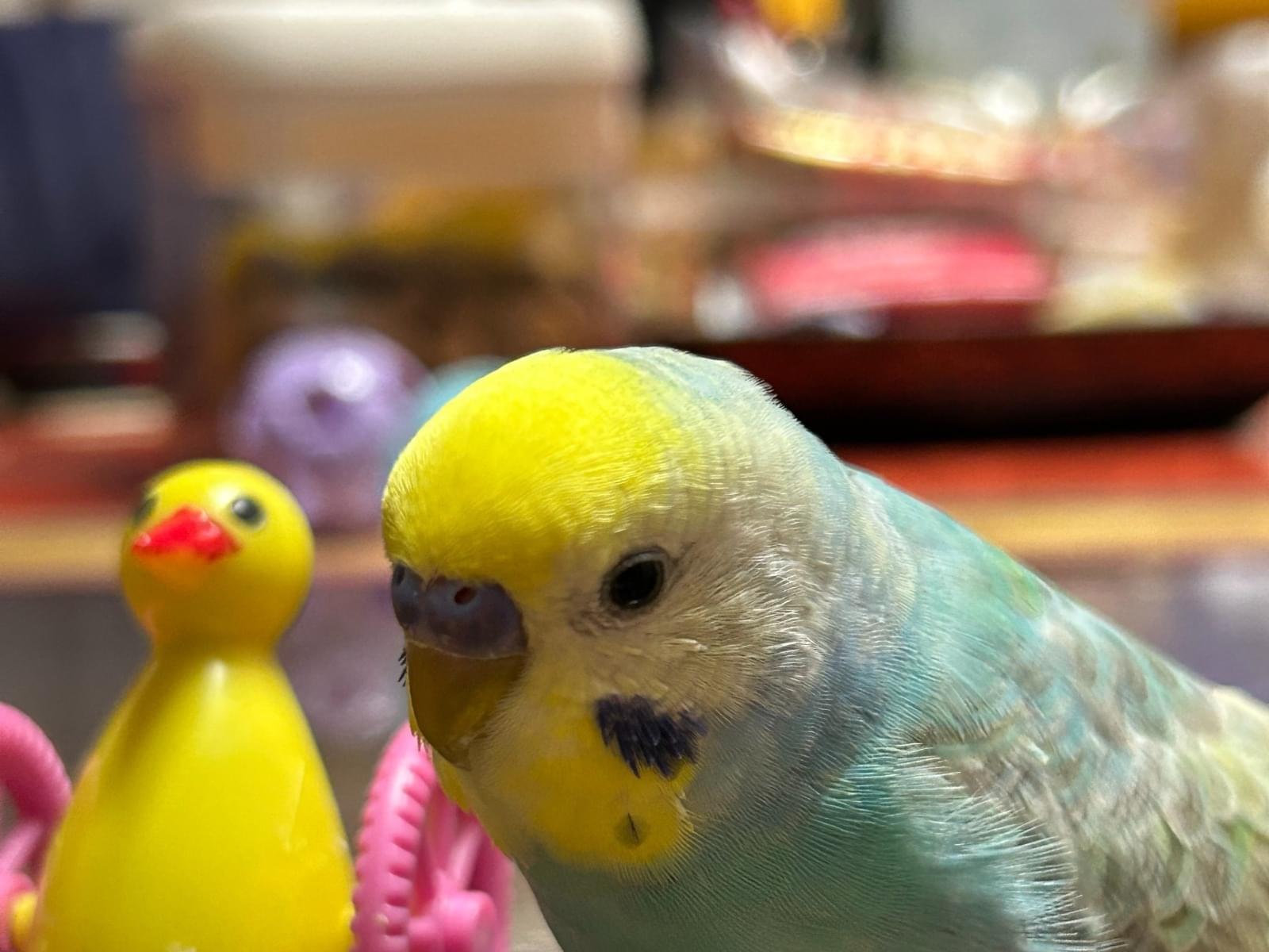 ポッチャマちゃん ポッチャマちゃん