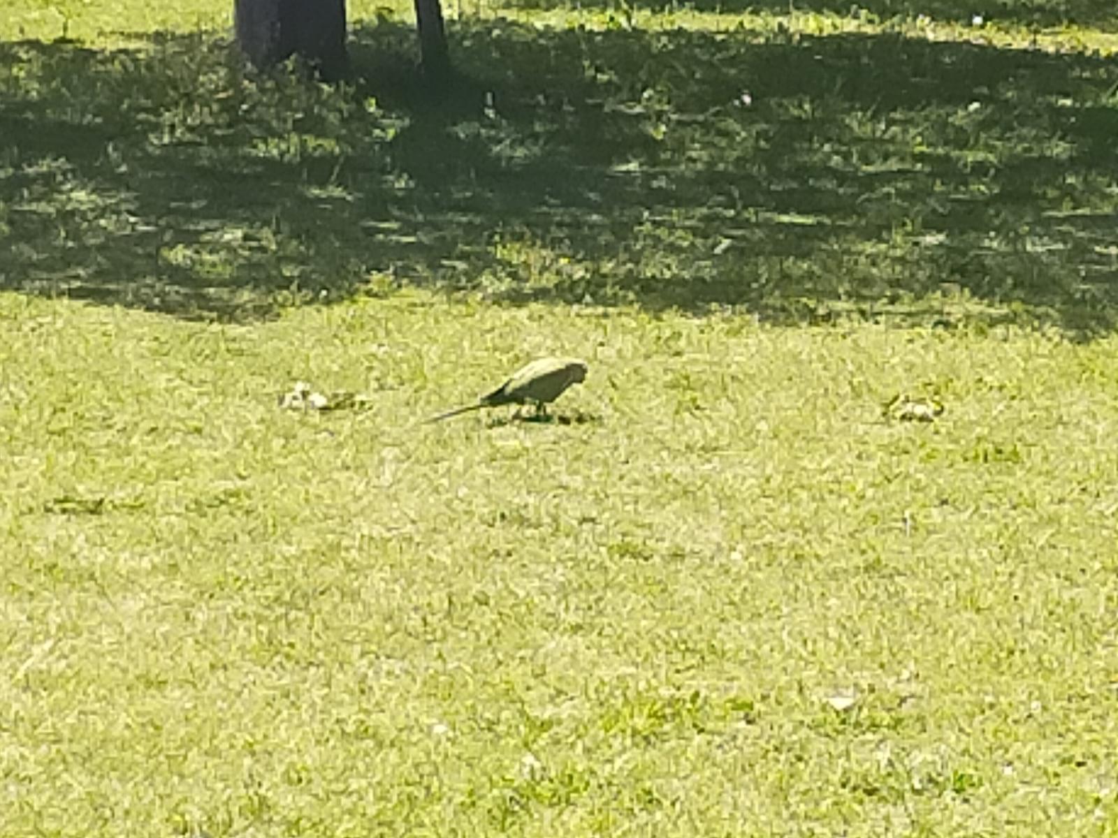目撃された鳥 目撃された鳥