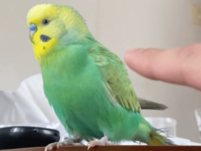 ぴーすけちゃん ぴーすけちゃん