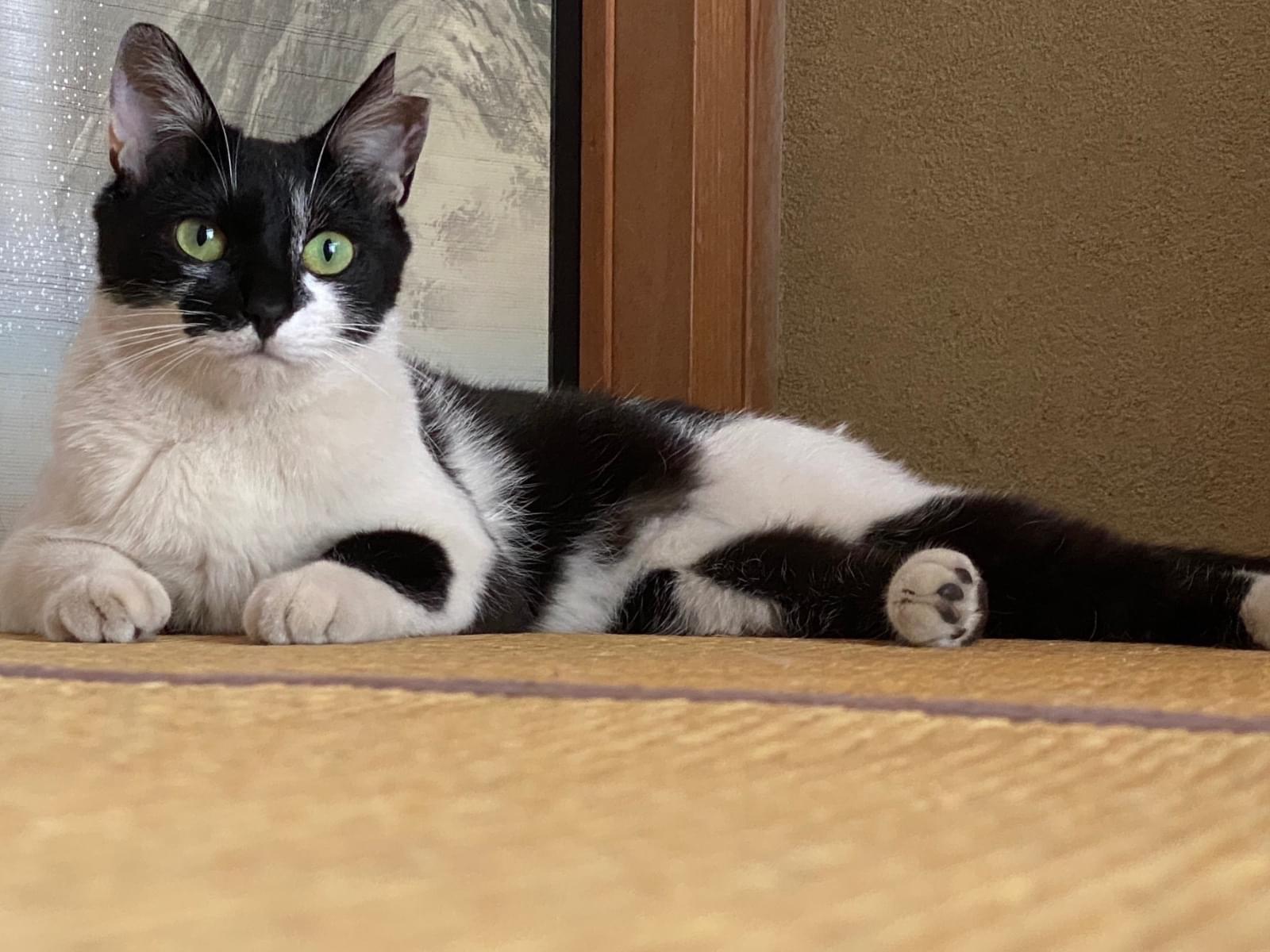 つぶちゃん つぶちゃん