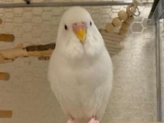 チョビちゃん チョビちゃん