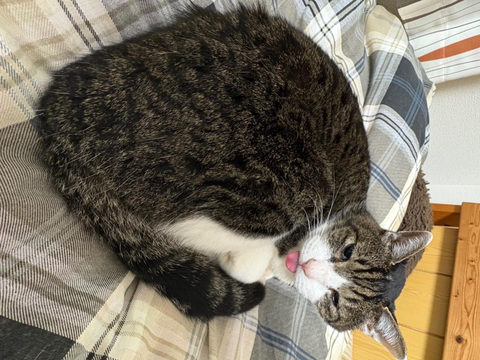 かくちゃん かくちゃん