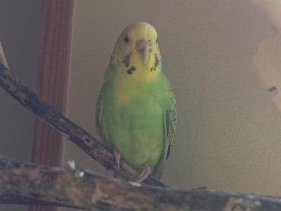 れんちゃん れんちゃん