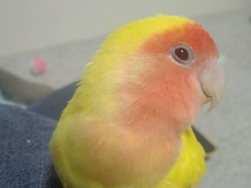 コムギちゃん