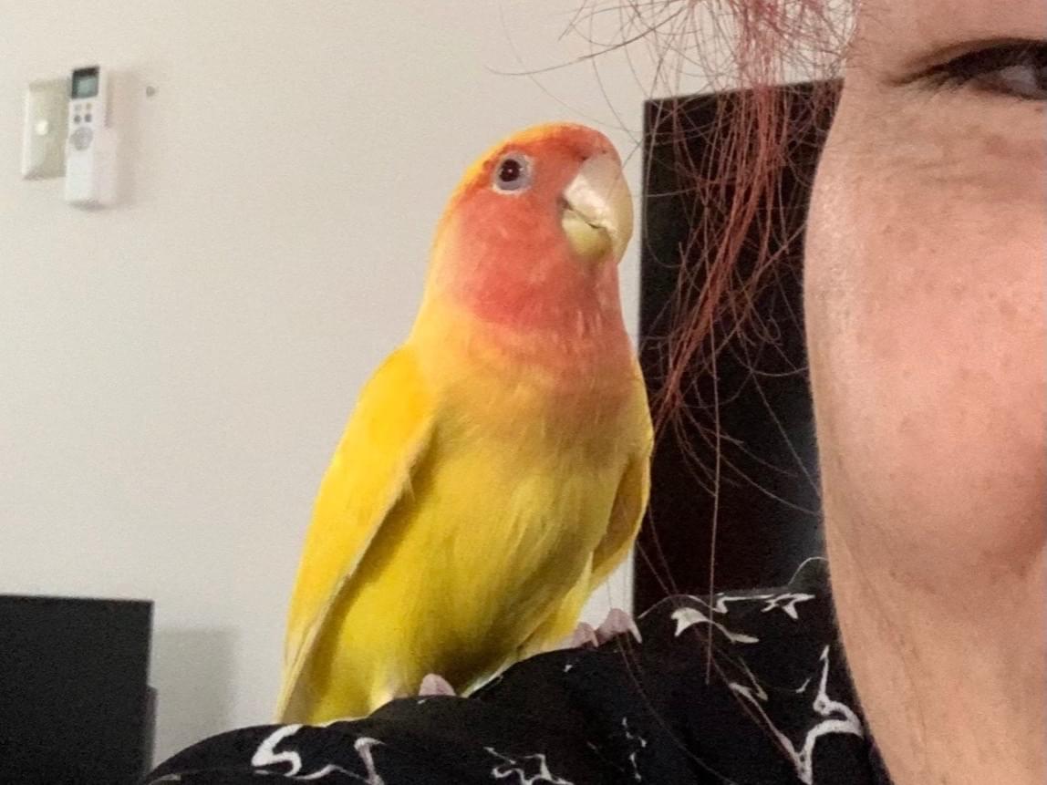 保護された鳥 保護された鳥