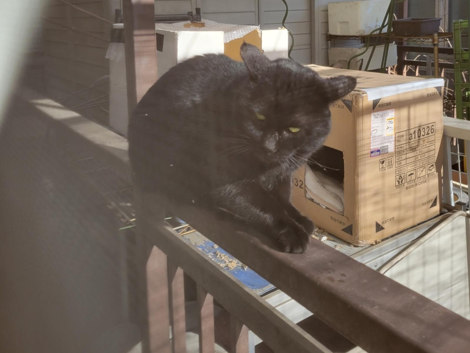 目撃された猫 目撃された猫