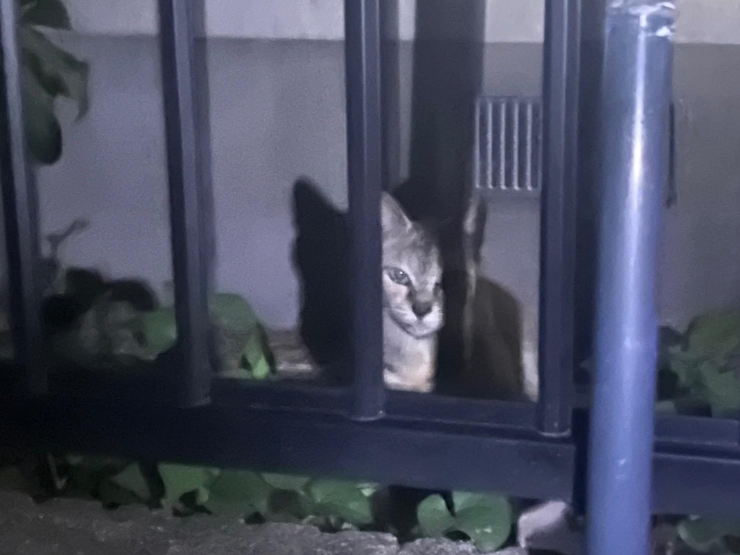 目撃された猫 目撃された猫