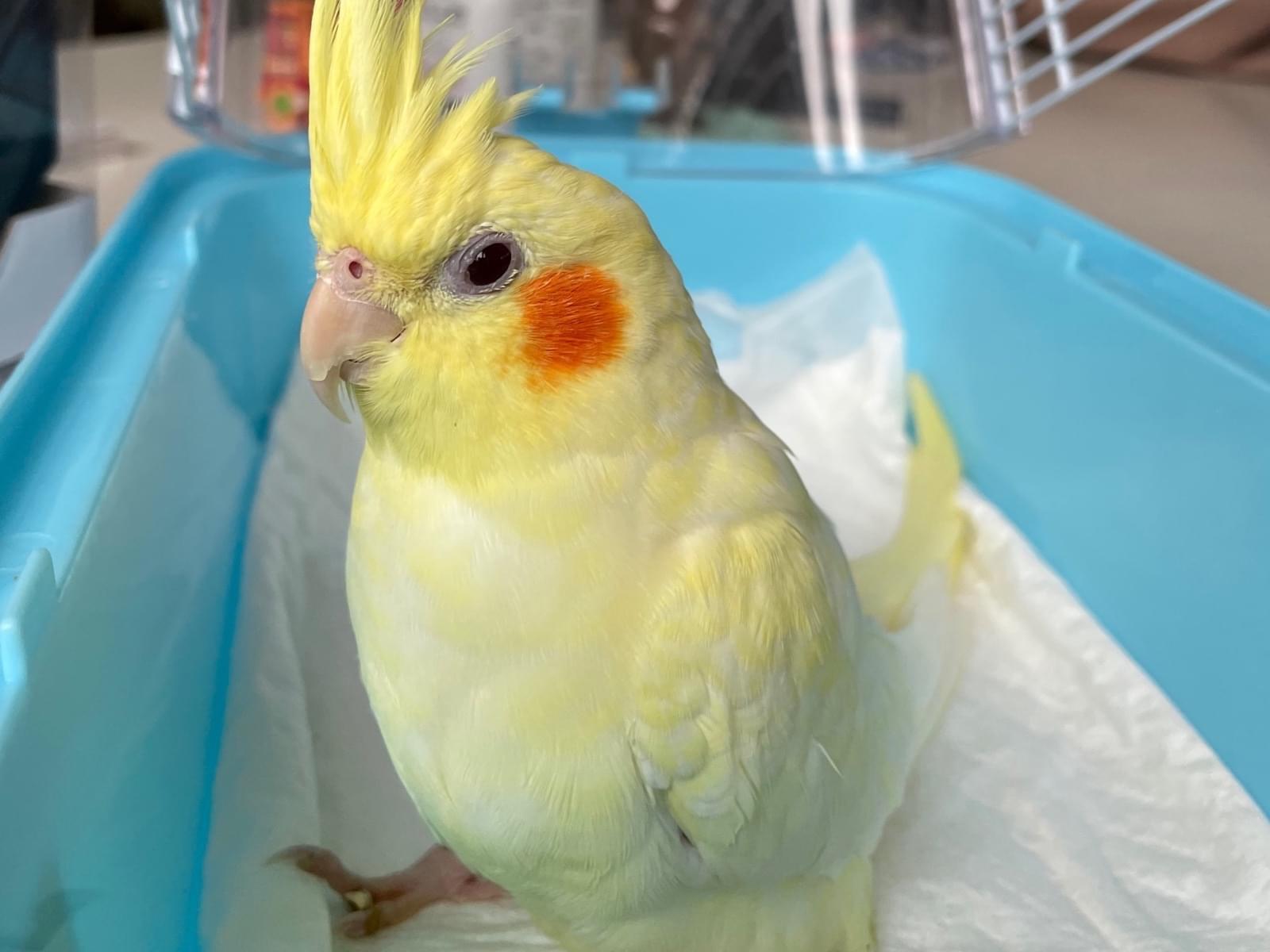 ポタージュちゃん ポタージュちゃん