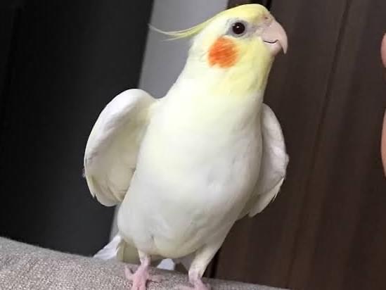 ぴーちゃん ぴーちゃん