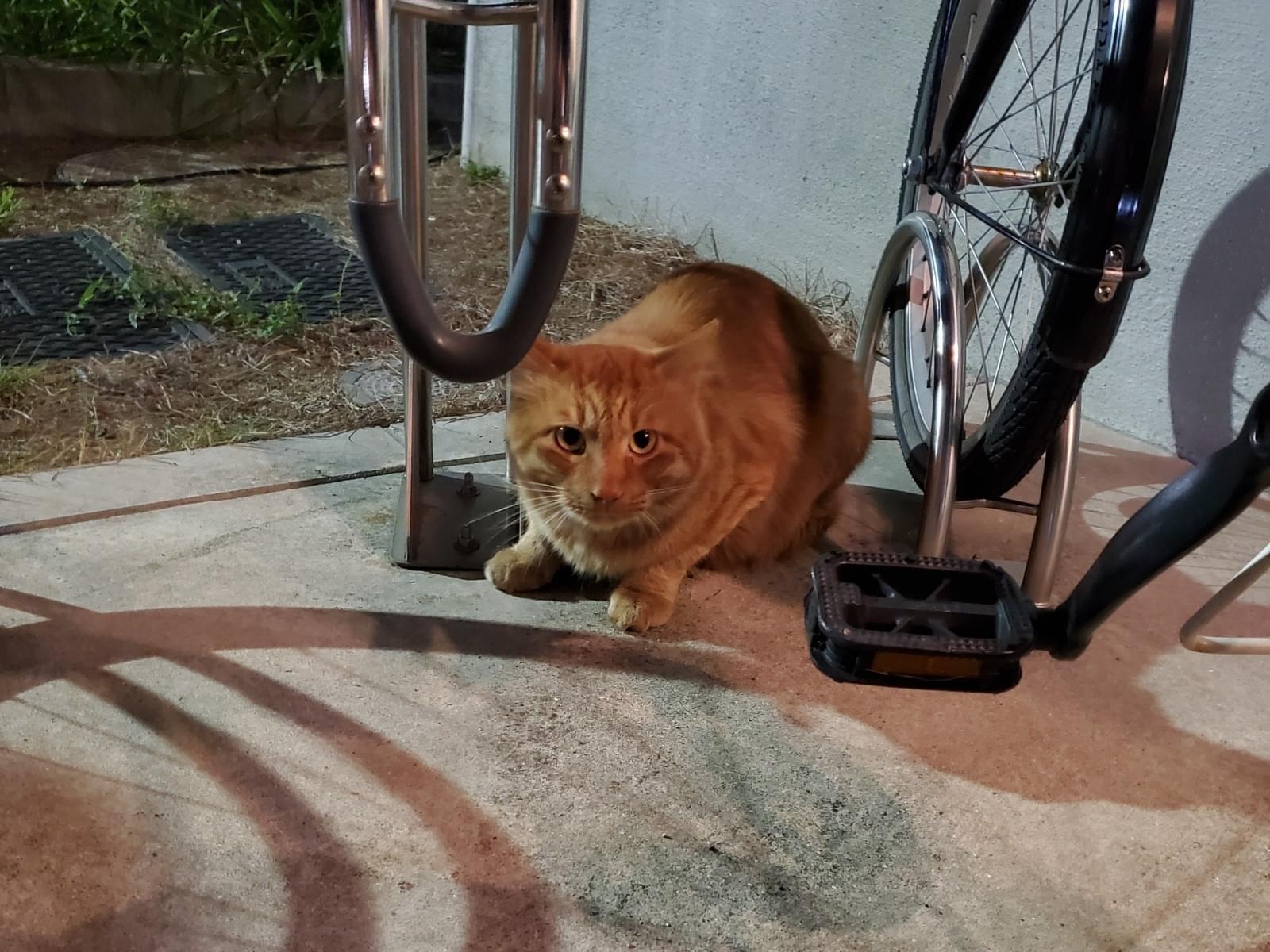 目撃された猫 目撃された猫