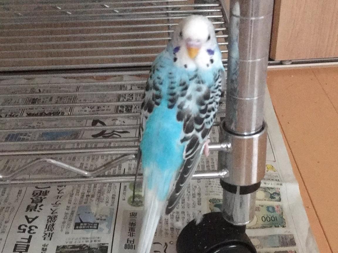 あおちゃん あおちゃん
