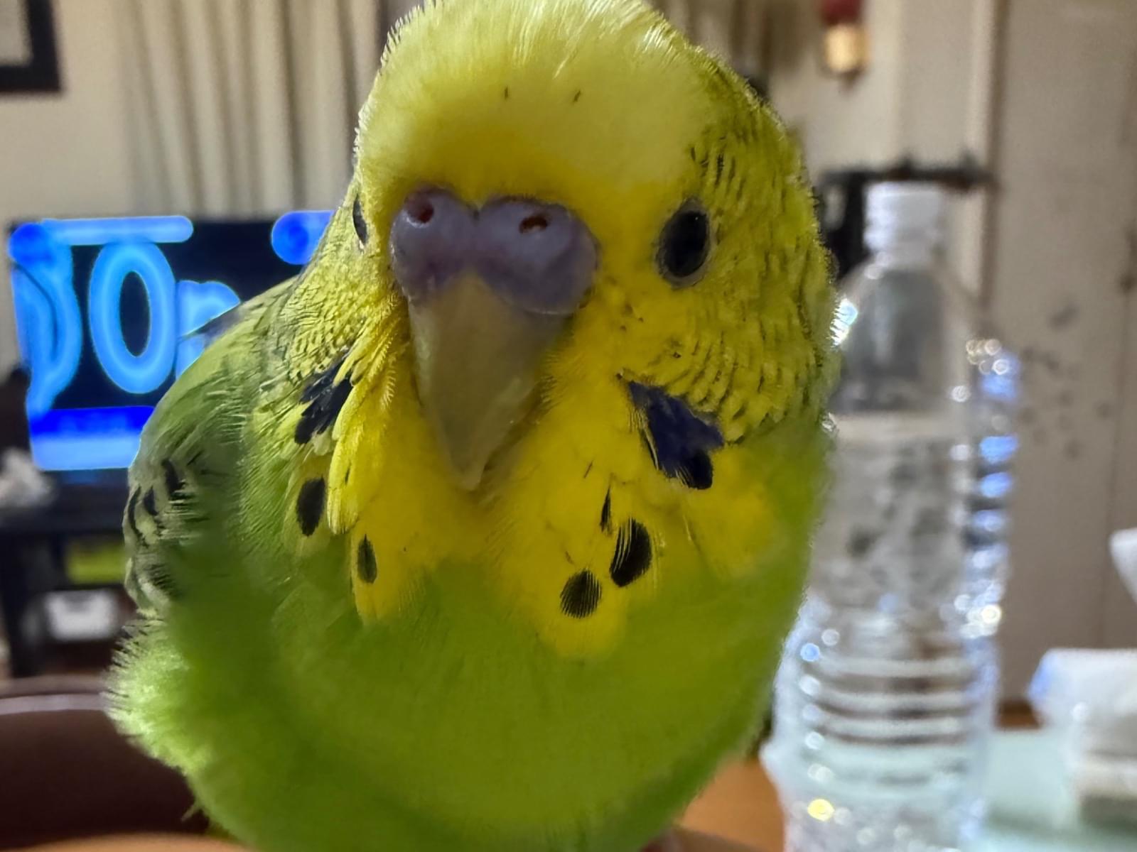 コッコちゃん コッコちゃん