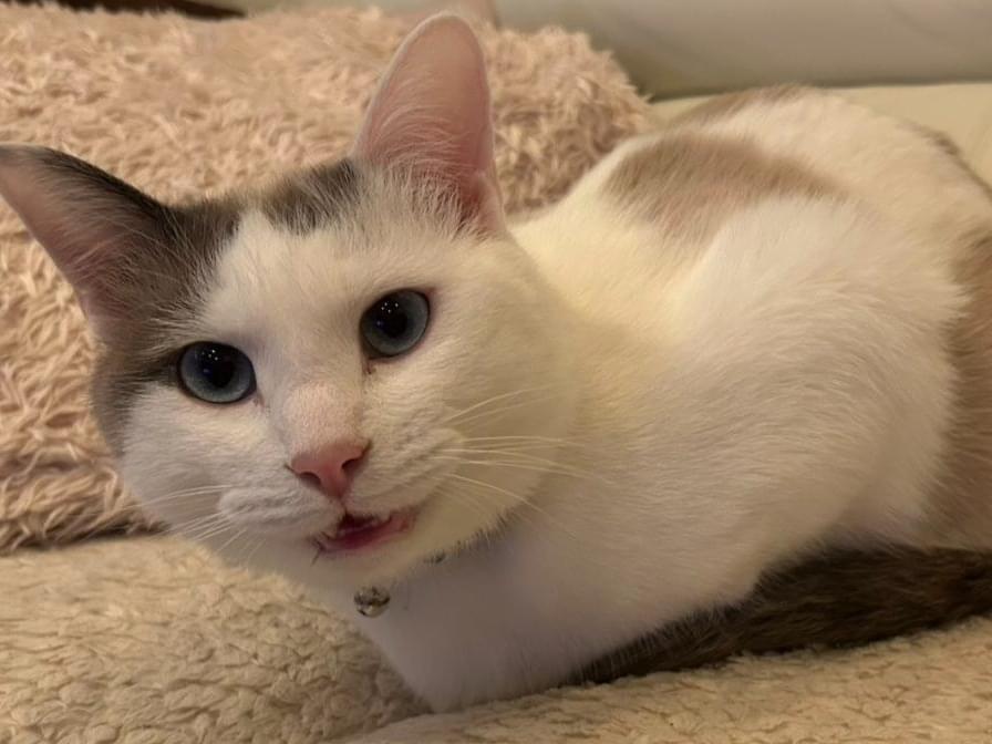 プリンちゃん プリンちゃん