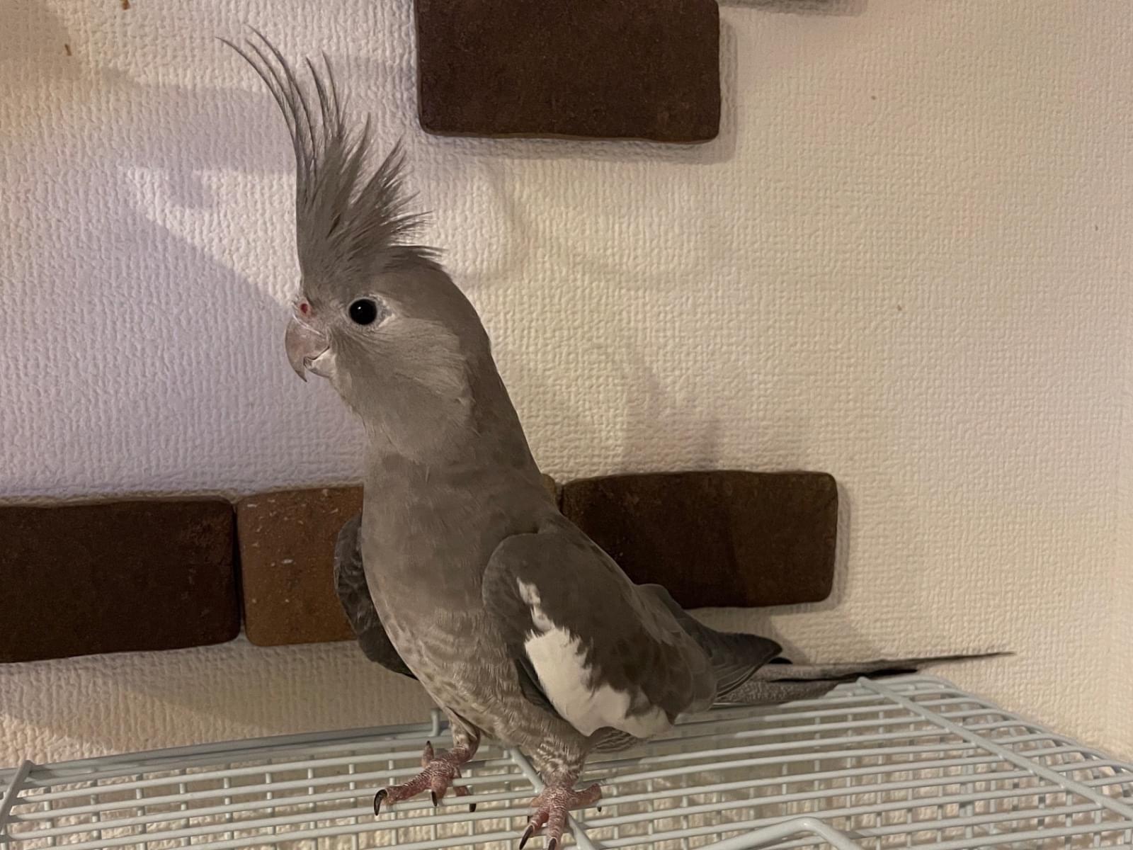 ごましおちゃん ごましおちゃん