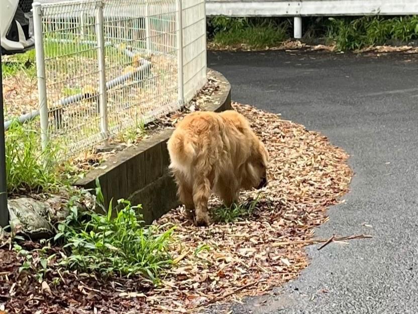 目撃された犬 目撃された犬