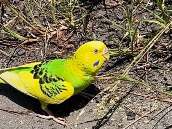 目撃された鳥 目撃された鳥