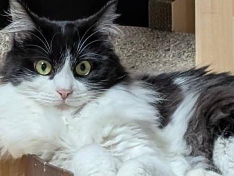 ライム・女子ちゃん