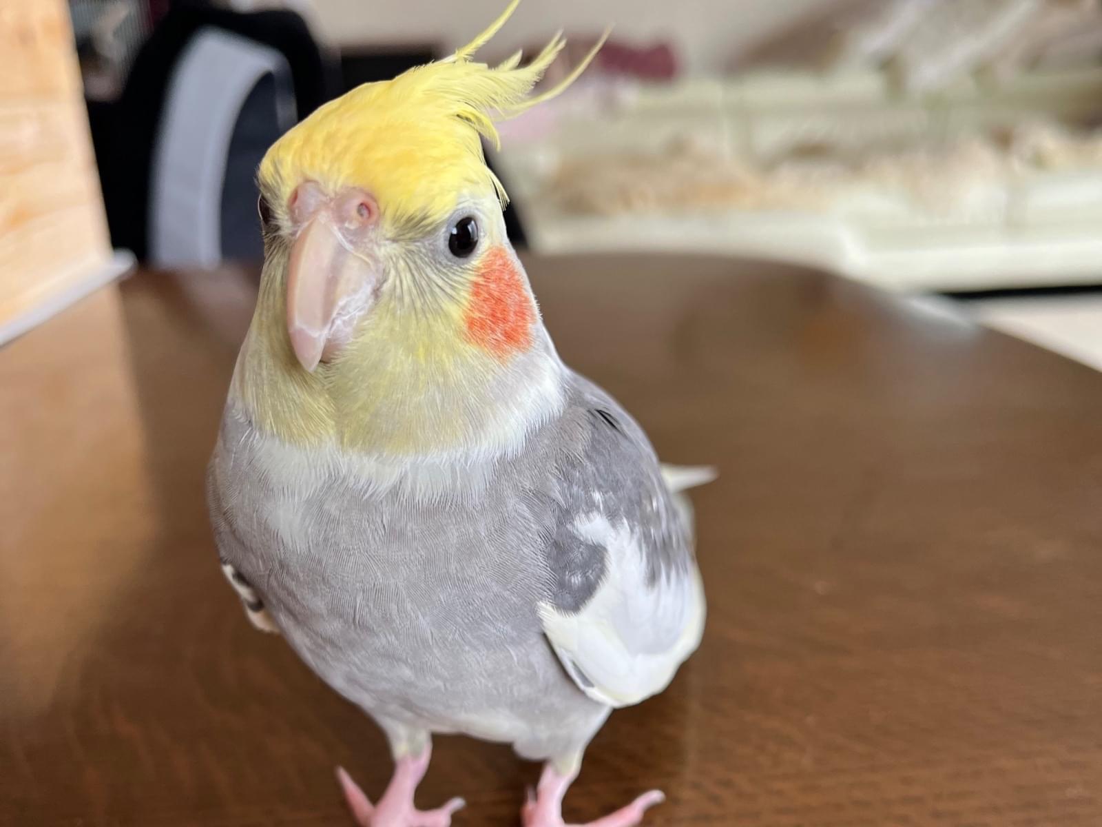 ぷっちょちゃんちゃん